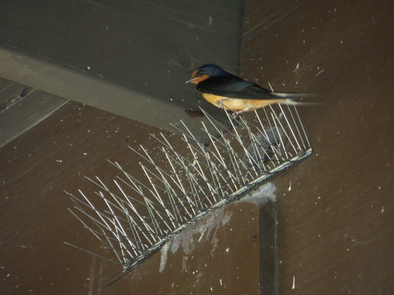 Protecting Home Furnishing in Dubai: The Ultimate Guide to Bird Spikes