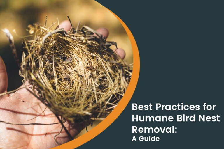 Best Practices for Humane Bird Nest Removal: A Guide